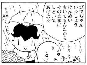 【無料漫画】毎日配信！少年アシベ（203）嵐が過ぎ去った後「つかの間の…」キュートな“ゴマちゃん”をめぐる名作4コマ／森下裕美 11