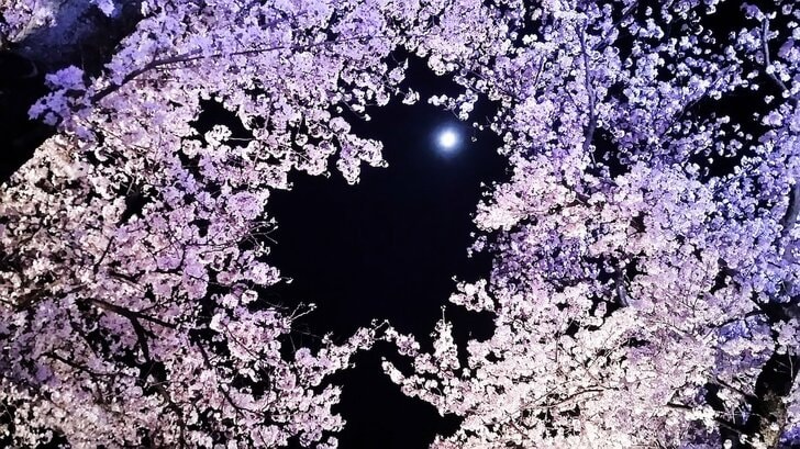桜舞う「千本桜」の美しさがファンを魅了…アニメ『BLEACH 千年血戦篇』放送迫る！読者の心をときめかせた「かっこいい斬魄刀」ランキングBEST3の画像