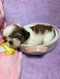 高塔琳子