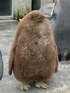 でかいペンギン
