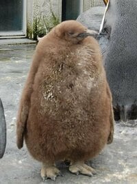 でかいペンギン