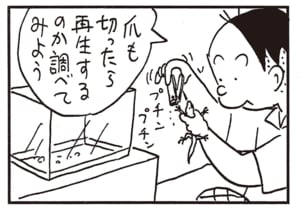 爪を切ったら再生するのか調べてみよう