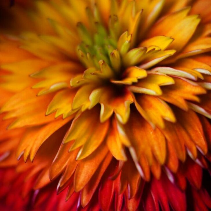 蜷川実花『鬼滅の刃』煉獄そっくりの花を公開「煉獄さん、かっこよかった」の画像