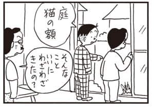 庭 猫の額 そんなこといいにわざわざきたの?