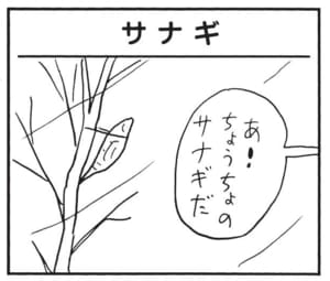 あ！ちょうちょのサナギだ